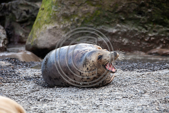 Grey Seals