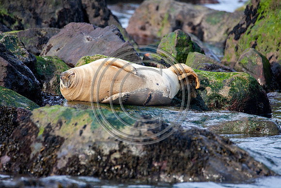 Grey Seals
