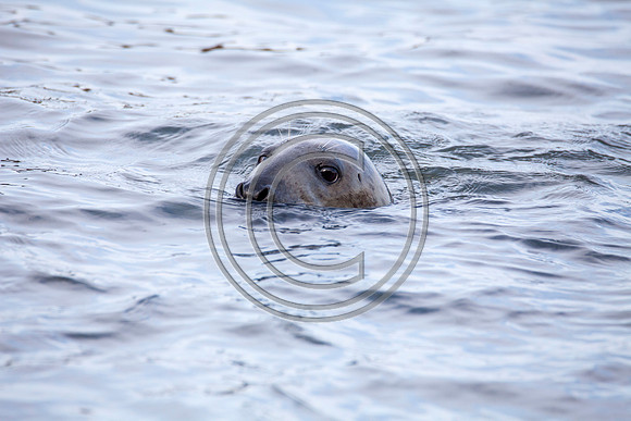 Grey Seals