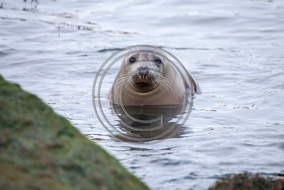 Grey Seals