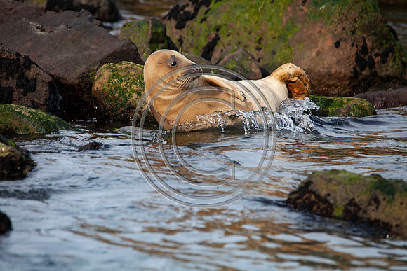 Grey Seals