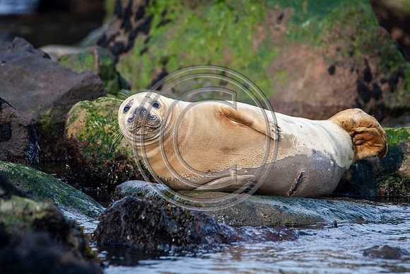 Grey Seals