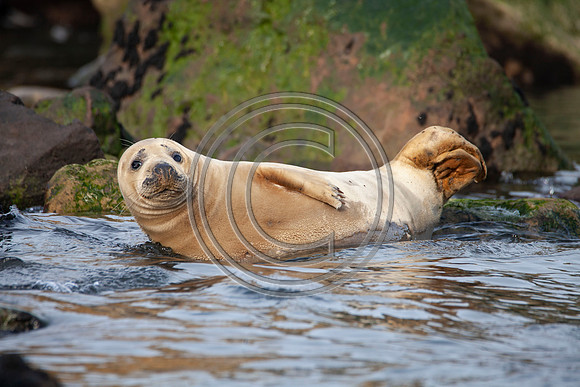 Grey Seals