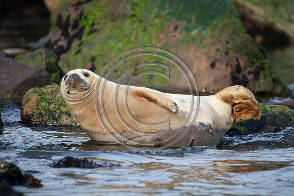 Grey Seals