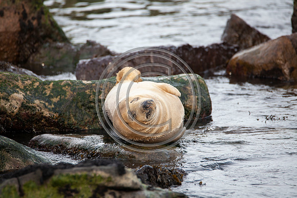 Grey Seals