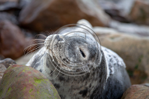 Grey Seals