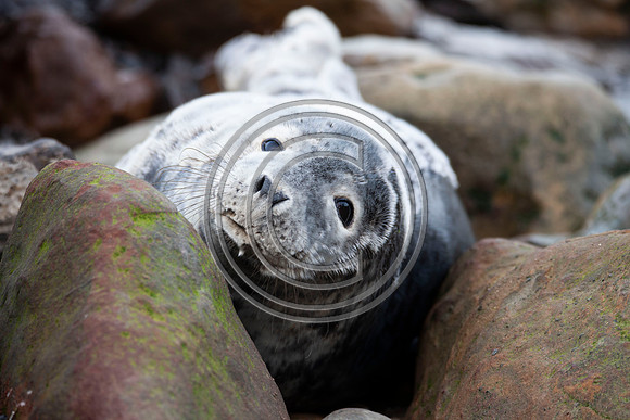 Grey Seals