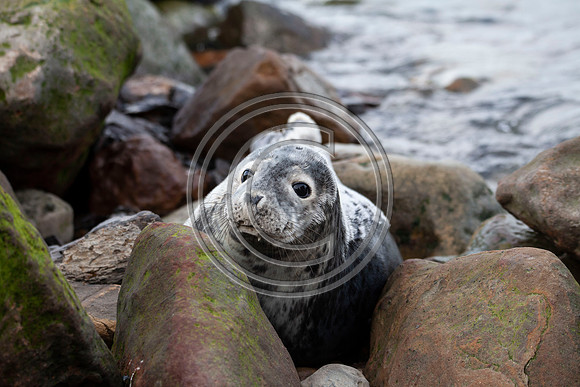 Grey Seals
