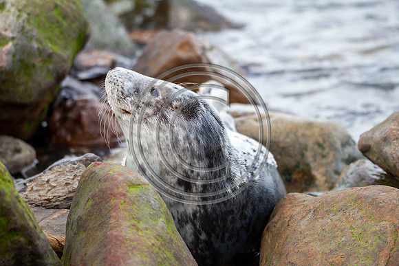 Grey Seals