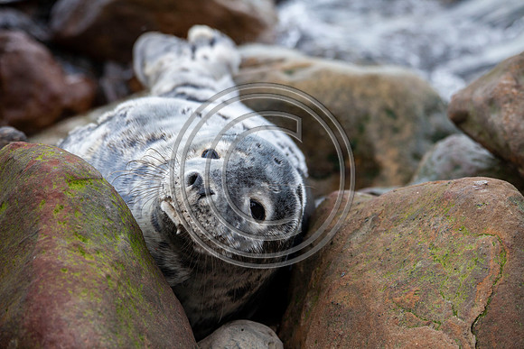 Grey Seals