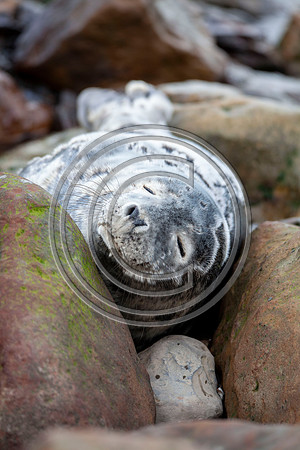Grey Seals