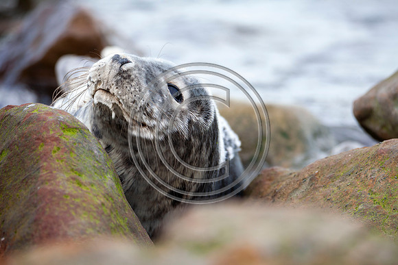 Grey Seals