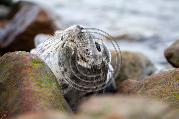 Grey Seals