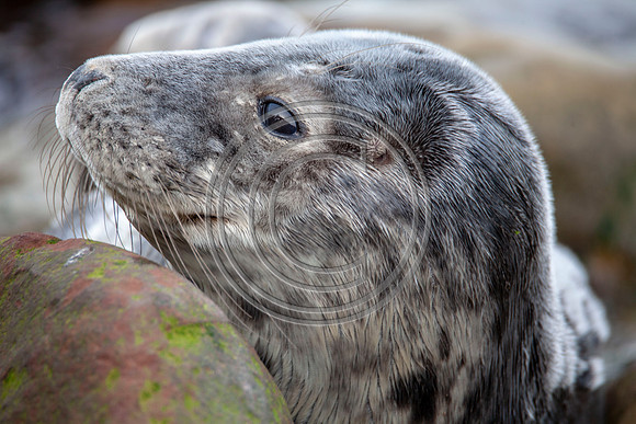 Grey Seals