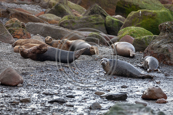 Grey Seals