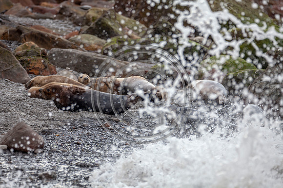 Grey Seals