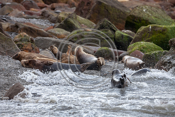 Grey Seals
