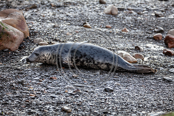 Grey Seals