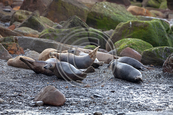 Grey Seals
