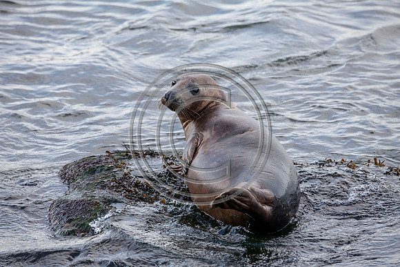Grey Seals