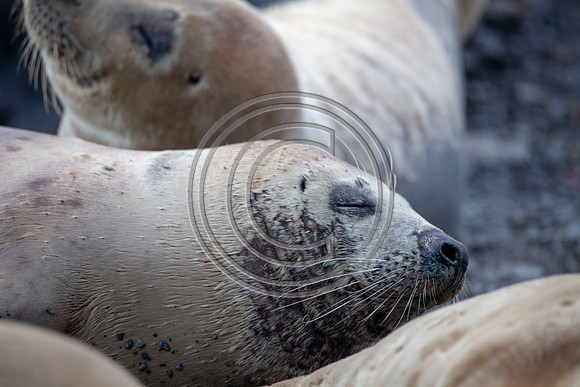 Grey Seals