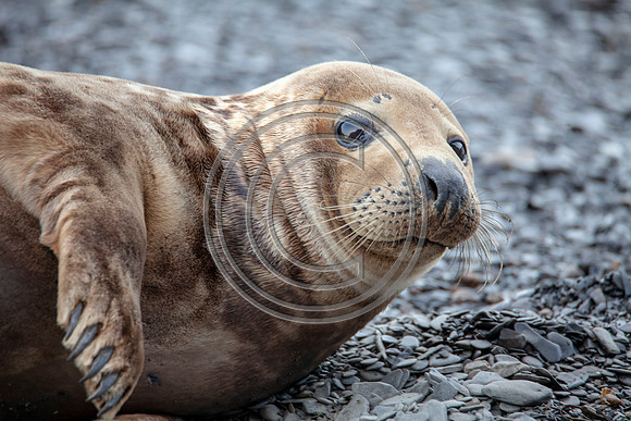 Grey Seals