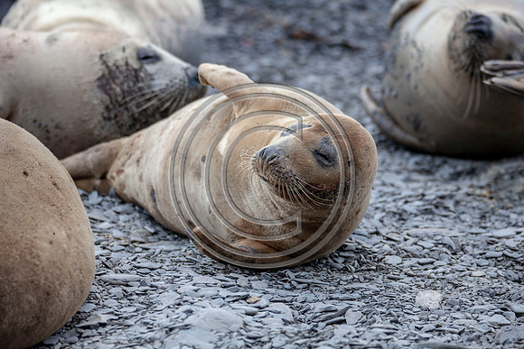 Grey Seals