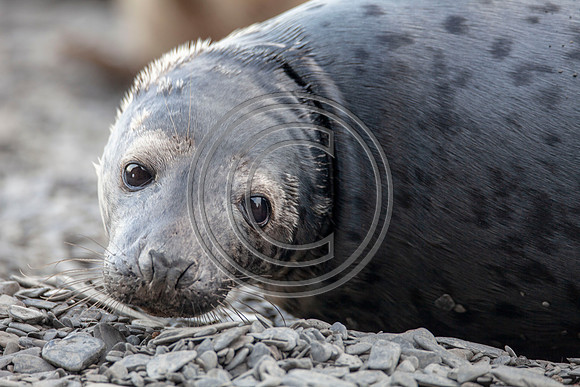 Grey Seals
