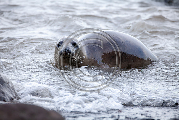 Grey Seals