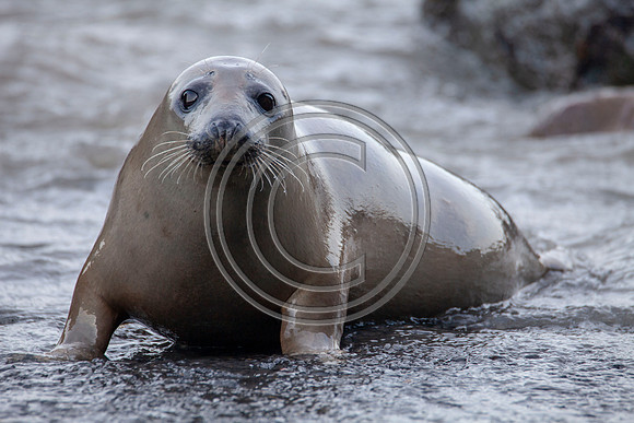 Grey Seals