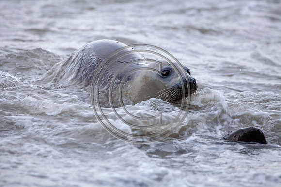 Grey Seals