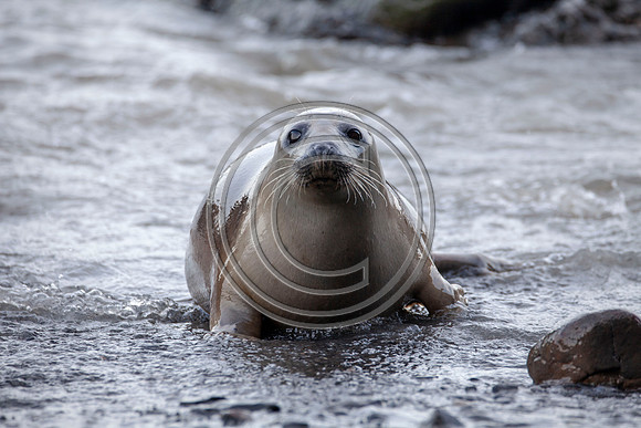 Grey Seals