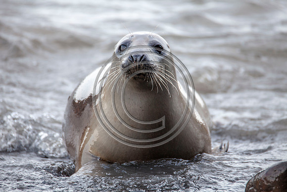 Grey Seals