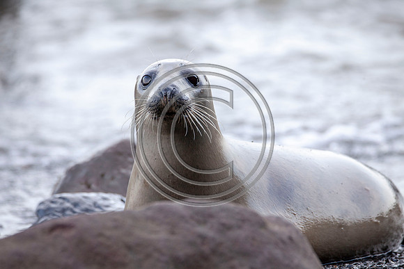 Grey Seals