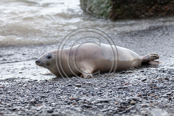 Grey Seals