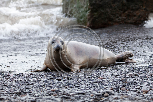 Grey Seals