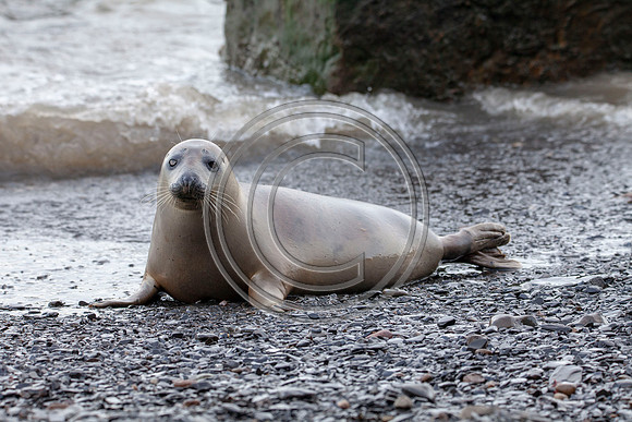 Grey Seals