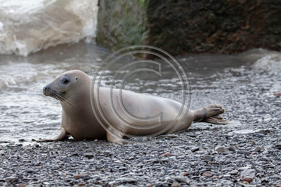 Grey Seals