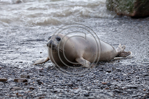 Grey Seals