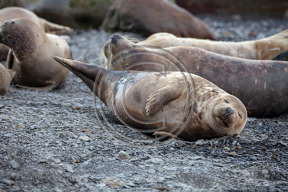 Grey Seals