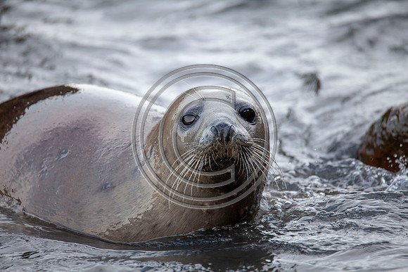 Grey Seals