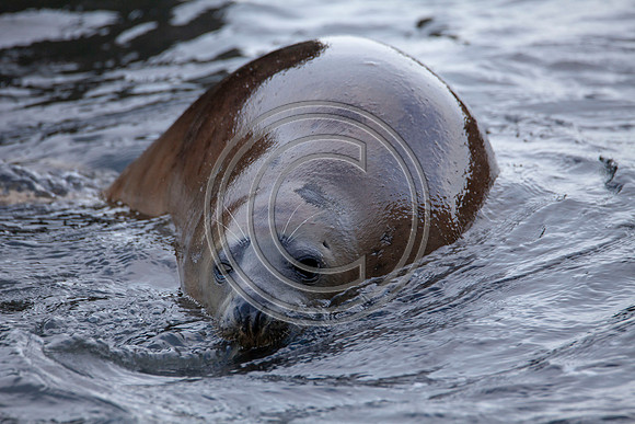 Grey Seals