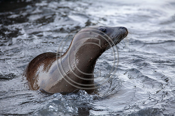 Grey Seals