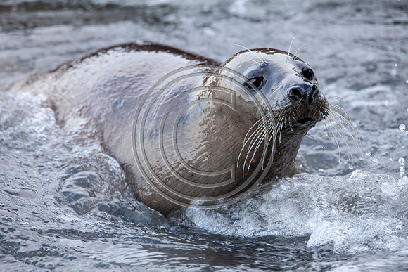 Grey Seals