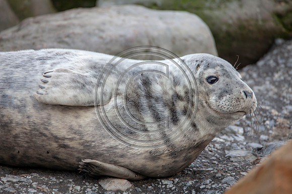 Grey Seals