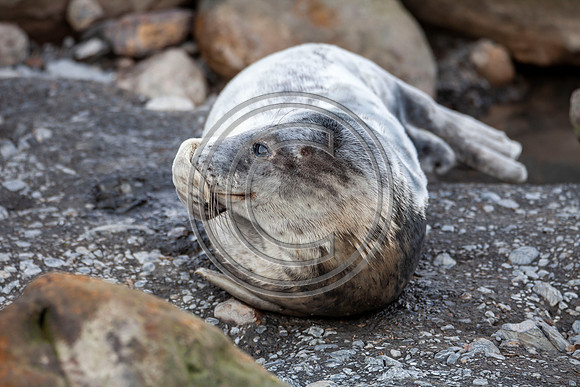 Grey Seals