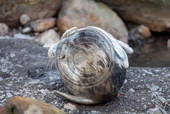 Grey Seals