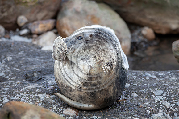 Grey Seals