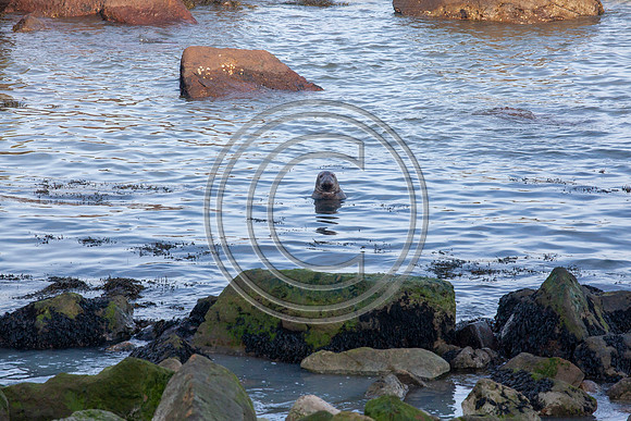 Grey Seals